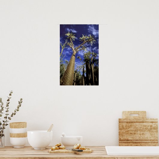 Spiny Forest, samengesteld uit pachypodiumbomen Poster (Keuken)