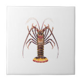 Spiny Lobster (Aziatische Stille Oceaan) Tegeltje (Voorkant)