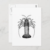 Spiny Lobster (Californië) Briefkaart (Voorkant / Achterkant)
