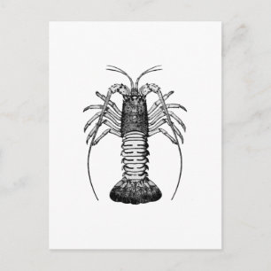 Spiny Lobster (Californië) Briefkaart