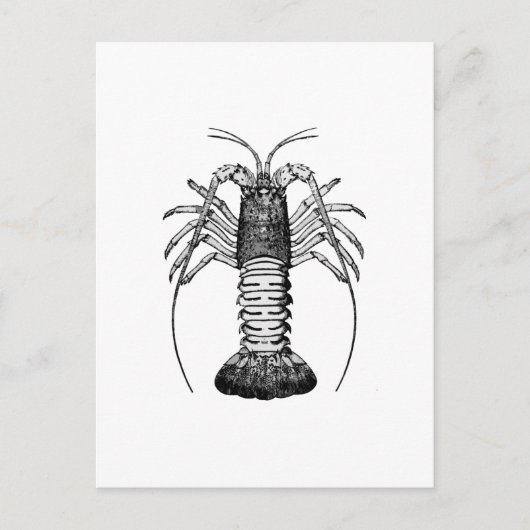 Spiny Lobster (Californië) Briefkaart (Voorkant)
