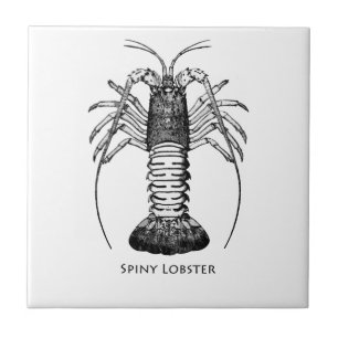 Spiny Lobster (Californië) Tegeltje
