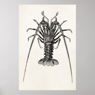  Spiny Lobster Persoonlijke Sjabloon Poster