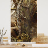Spiny-Tailed Lizard Cordylus Tropidosternum Poster (Keuken)