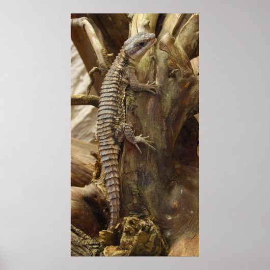 Spiny-Tailed Lizard Cordylus Tropidosternum Poster (Voorkant)