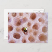Spinyhead Blenny (acanthemblemaria spinosa) in Briefkaart (Voorkant / Achterkant)