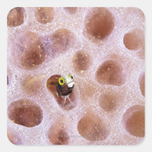 Spinyhead Blenny (acanthemblemaria spinosa) in Vierkante Sticker
