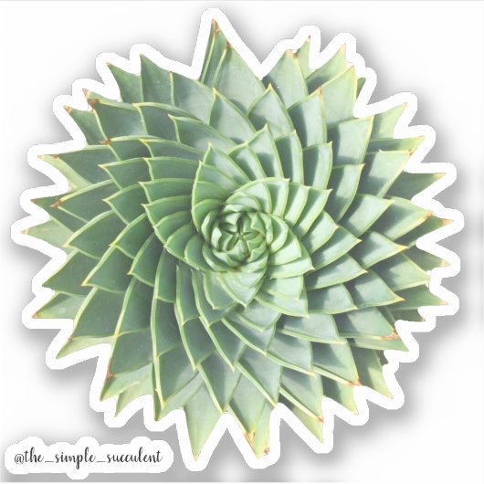 Spiraal aloë polyphylla vetplanten sticker (Voorkant)