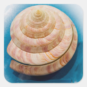 Spiraal Seashell Vierkante Sticker