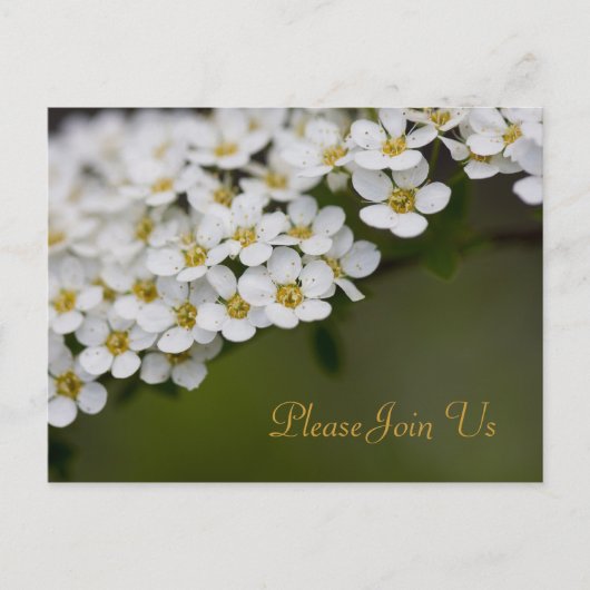 Spiraea, doe mee met ons Briefkaart (Voorkant)