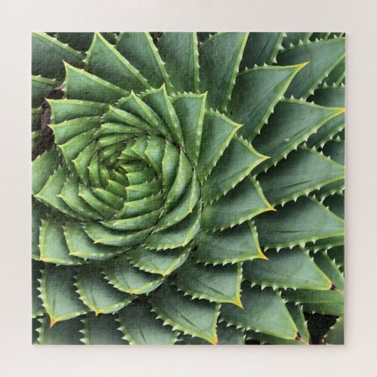 Spiral Aloe Fibonacci Legpuzzel (Horizontaal)