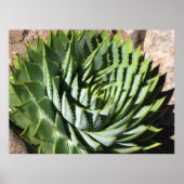 Spiral aloe poster (Voorkant)