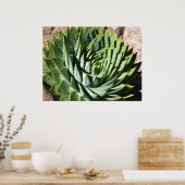 Spiral aloe poster (Keuken)
