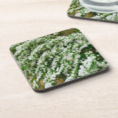 Spirea Arguta Bier Onderzetter (Linkerzijde)