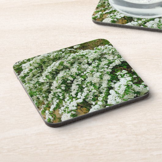 Spirea Arguta Bier Onderzetter (Linkerzijde)