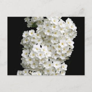 Spirea Arguta-Briefkaart Briefkaart