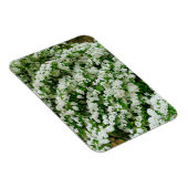 Spirea Arguta Magneet (Rechterzijde)