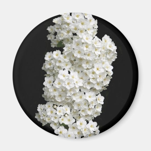 Spirea Arguta Magnet Magneet (Voorkant)