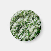 Spirea Arguta Magnet Magneet (Voorkant)