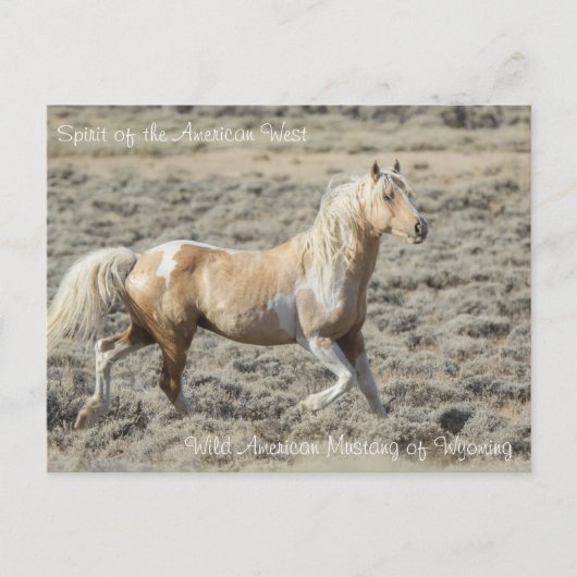 Spirit of the American West - Carte postale (Devant)