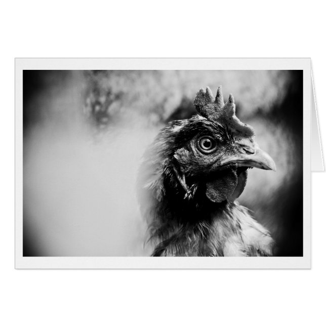 spiritueux et poulets 2 (Devant horizontal)