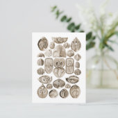 Spirobranchia Briefkaart (Staand voorkant)