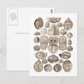 Spirobranchia Briefkaart (Voorkant / Achterkant)