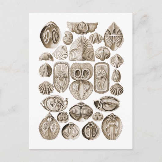 Spirobranchia Briefkaart (Voorkant)