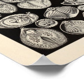 spirobranchia Ernst Haeckel Art Print (Hoek)