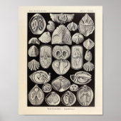 spirobranchia Ernst Haeckel Art Print (Voorkant)