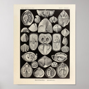  spirobranchia Ernst Haeckel Art Print