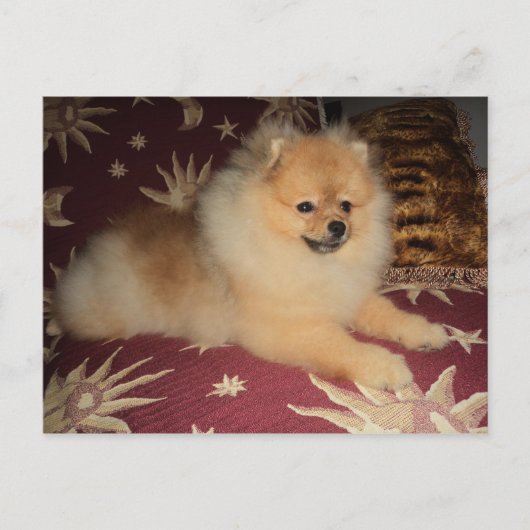 Spitz Alemão Briefkaart (Voorkant)