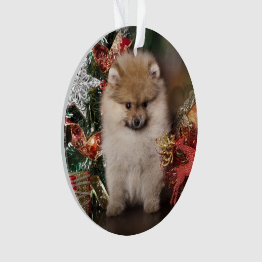Spitz de Pomeranian, chiot de Noël (devant)