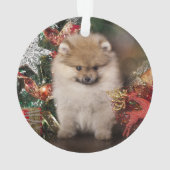 Spitz de Pomeranian, chiot de Noël (dos)