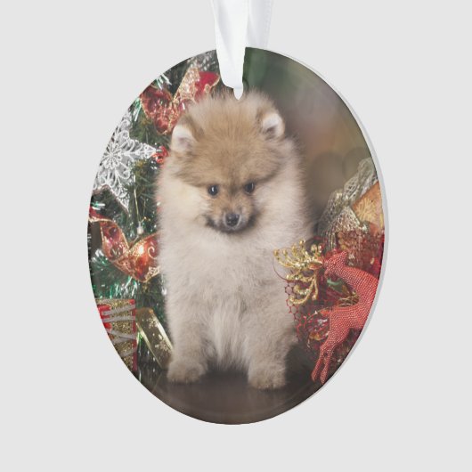 Spitz de Pomeranian, chiot de Noël (devant)