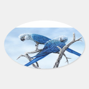 Spix macaw. De blauwe papegaai van de film Rio. Ovale Sticker