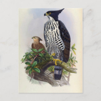 Spizaetus Alboniger (Blyth's hawk-eagle) Briefkaart
