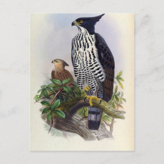 Spizaetus Alboniger (Blyth's hawk-eagle) Briefkaart (Voorkant)