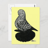 Splash Muffed Tumbler Pigeon 2 Briefkaart (Voorkant / Achterkant)