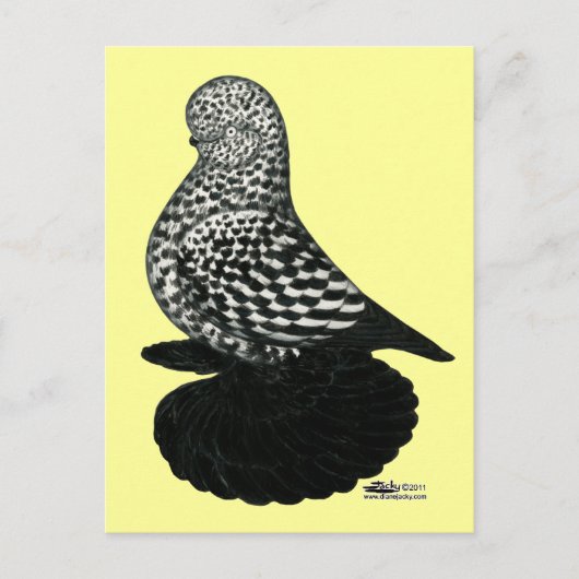 Splash Muffed Tumbler Pigeon 2 Briefkaart (Voorkant)