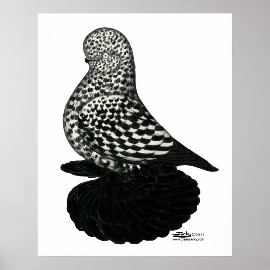Splash Muffed Tumbler Pigeon 2 Poster (Voorkant)