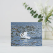 Splashing Swan op een Briefkaart (Staand voorkant)