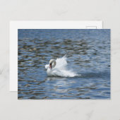 Splashing Swan op een Briefkaart (Voorkant / Achterkant)