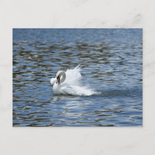 Splashing Swan op een Briefkaart