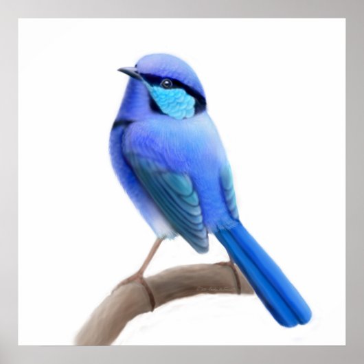 Splendid Fairy Wren Bird Print (Voorkant)