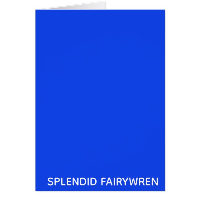 Splendid Fairywren Blue Colour (Devant)