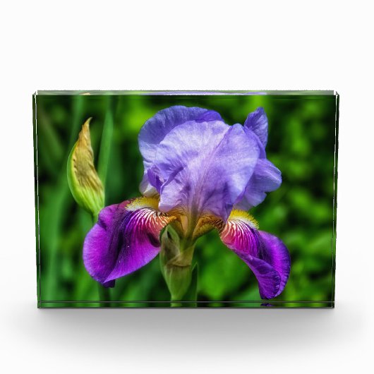 Splendid Iris Flower Fotoblokken (Voorkant)