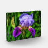 Splendid Iris Flower Fotoblokken (Links)