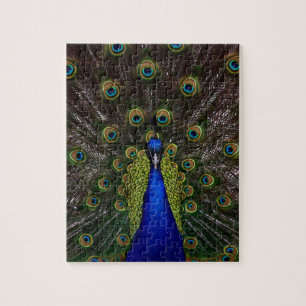 Splendid Peacock Legpuzzel