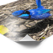 Splendide photo Fairy Wren (Coin)